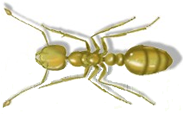 pharoah ant