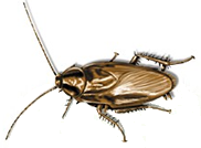 smokey brown cockroach